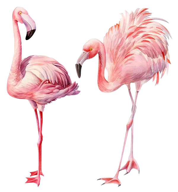 Zwei gemalte pinke Flamingos. Der linke Flamingo steht gerade und still. Der rechte Flamingo ist vorgebeugt und hat seine Federn aufgestellt. beide blicken den Betrachter an.